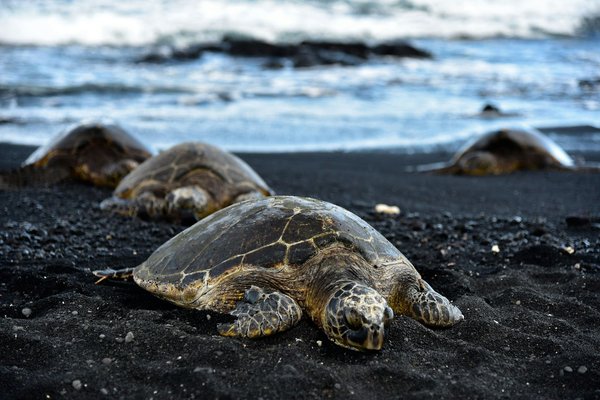 Quels sont les meilleurs endroits pour observer les tortues marines aux Maldives ?